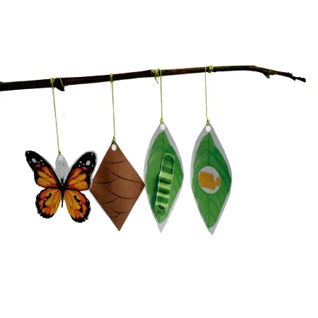 CICLO DE VIDA - Borboleta - Image 2