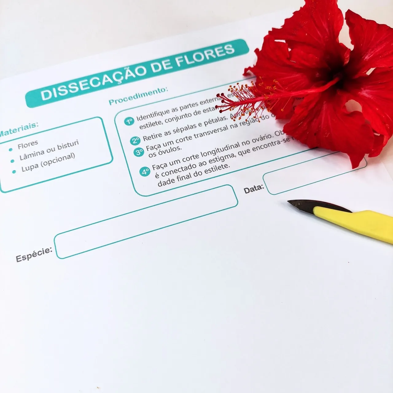 Dissecação de Flores