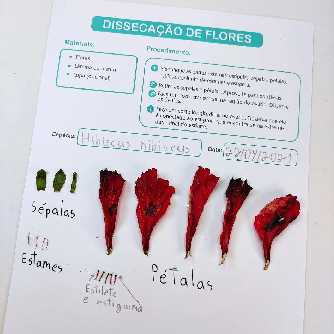 Dissecação de Flores - Imagem 3