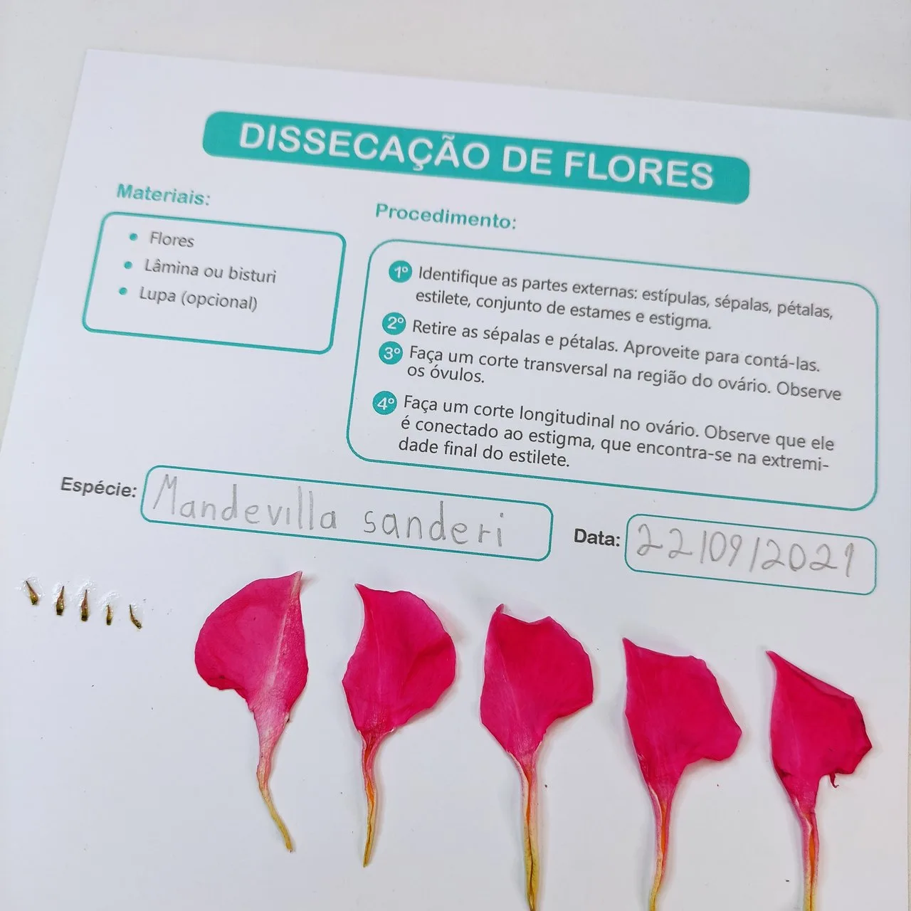 Dissecação de Flores - Imagem 4