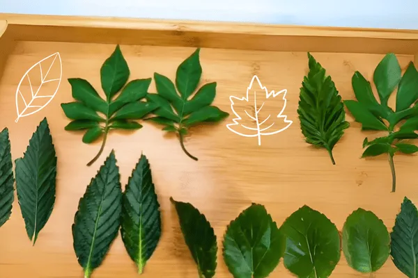 Brincadeira na Natureza - folhas dispostas em uma bandeja